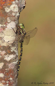 Gomphaeschna furcillata, male